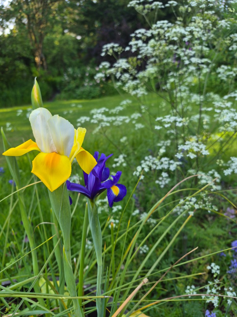 Yellow and purple flowers in a green garden
