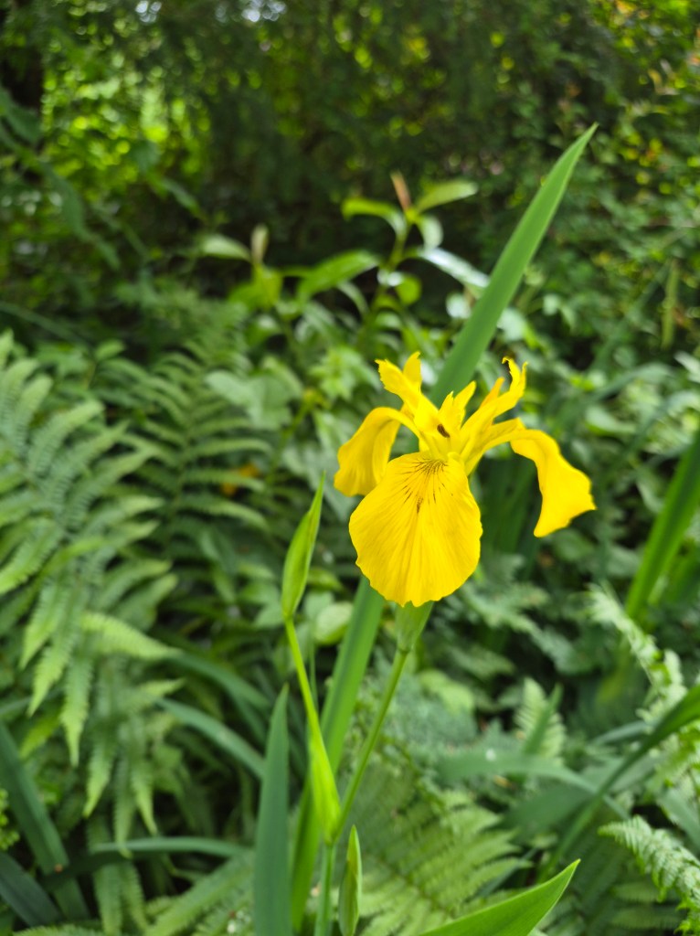 Yellow flower and green ferns