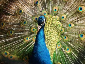 Peacock with splendid feathers