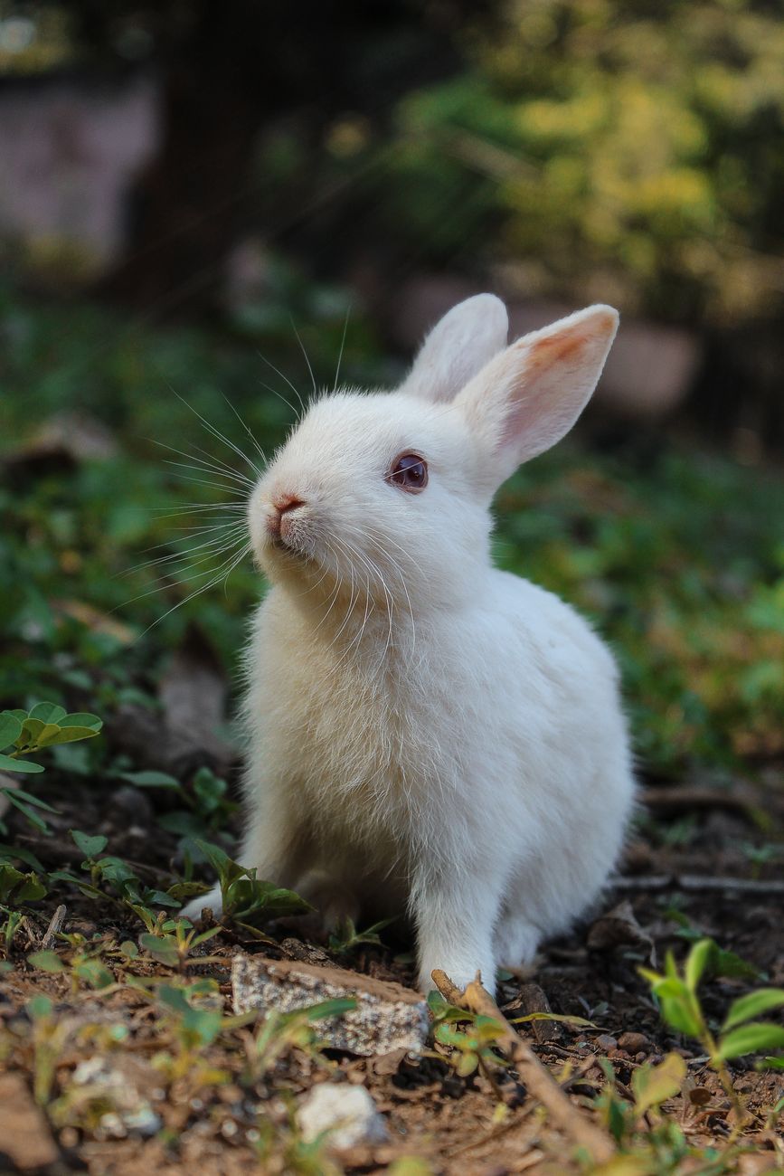 White rabbit